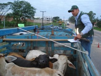 Ganado Pando