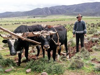 Campesino Bolivia