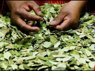 Coca bolivia