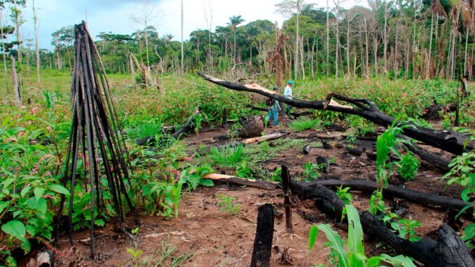 depredacion-Amazonas-Brasil