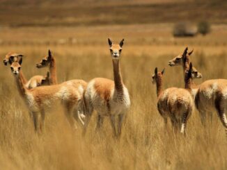 Vicuña
