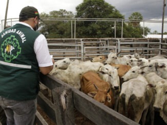 VACAS
