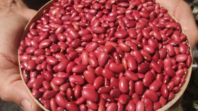 frijoles_rojos