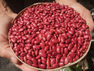 Frijoles rojos