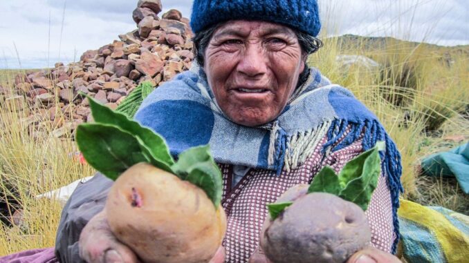 Campesina