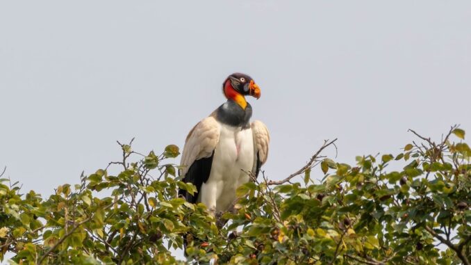 aves_1