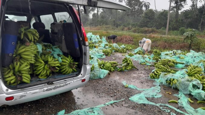 Bananas