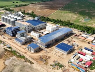 Planta Soya