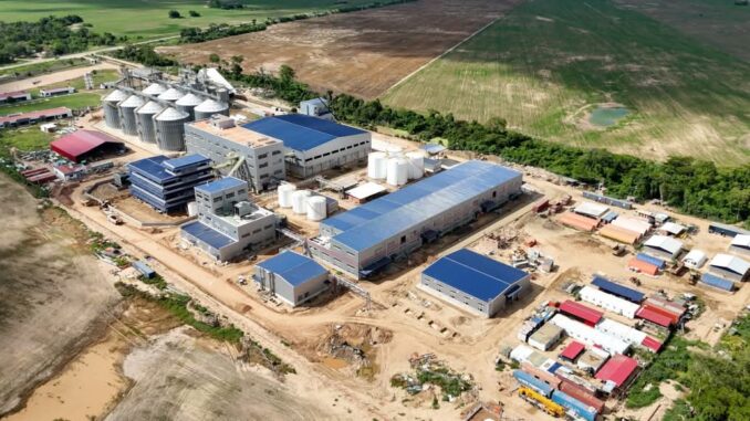 Planta Soya