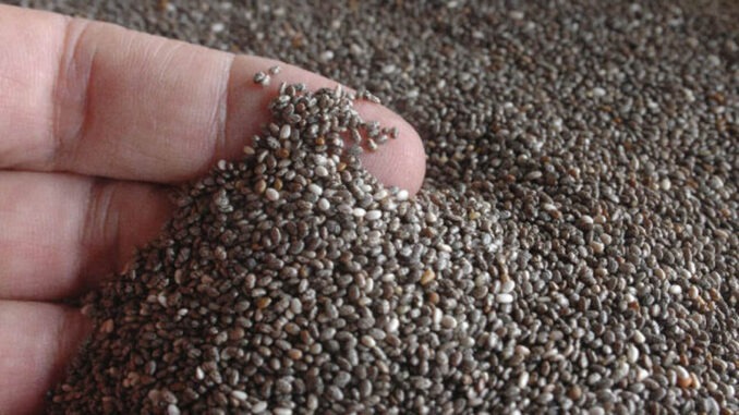 1cultivo-chia1