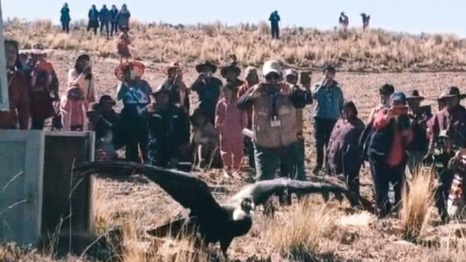 Condor