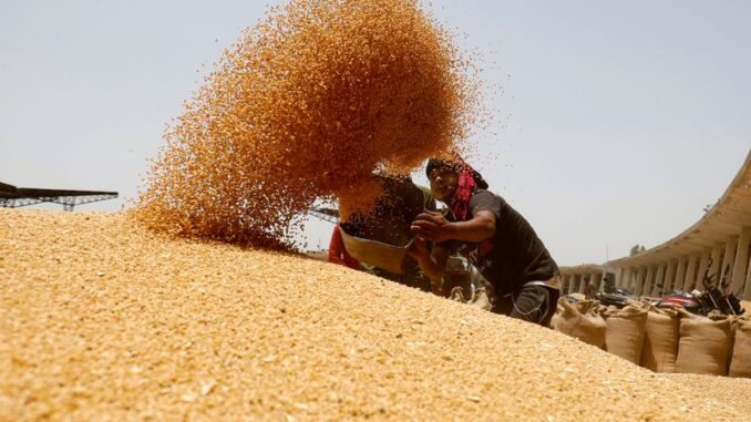 FOTO DE ARCHIVO. Un trabajador tamiza trigo antes de llenarlo en sacos en el patio del mercado del Comité de Comercialización de Productos Agrícolas (APMC) en las afueras de Ahmedabad, India