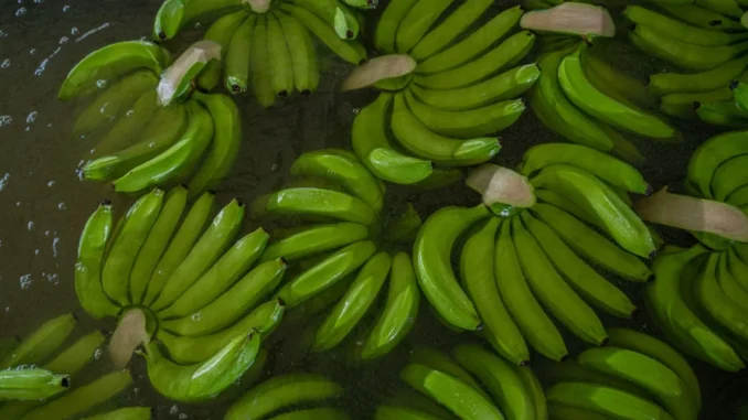 banano-colombia-1