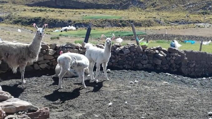 Llamas