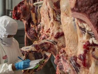 Carne
