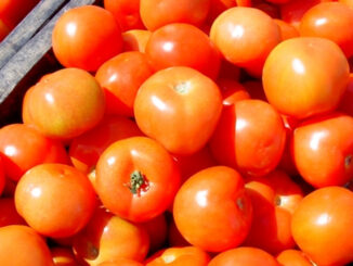 Tomates