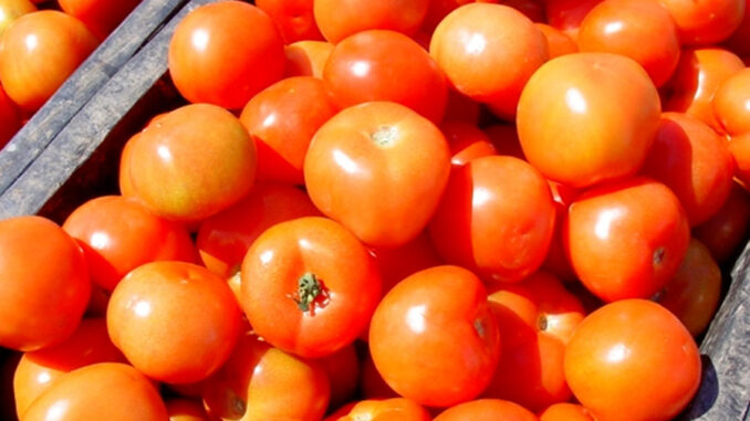Tomates Tomates